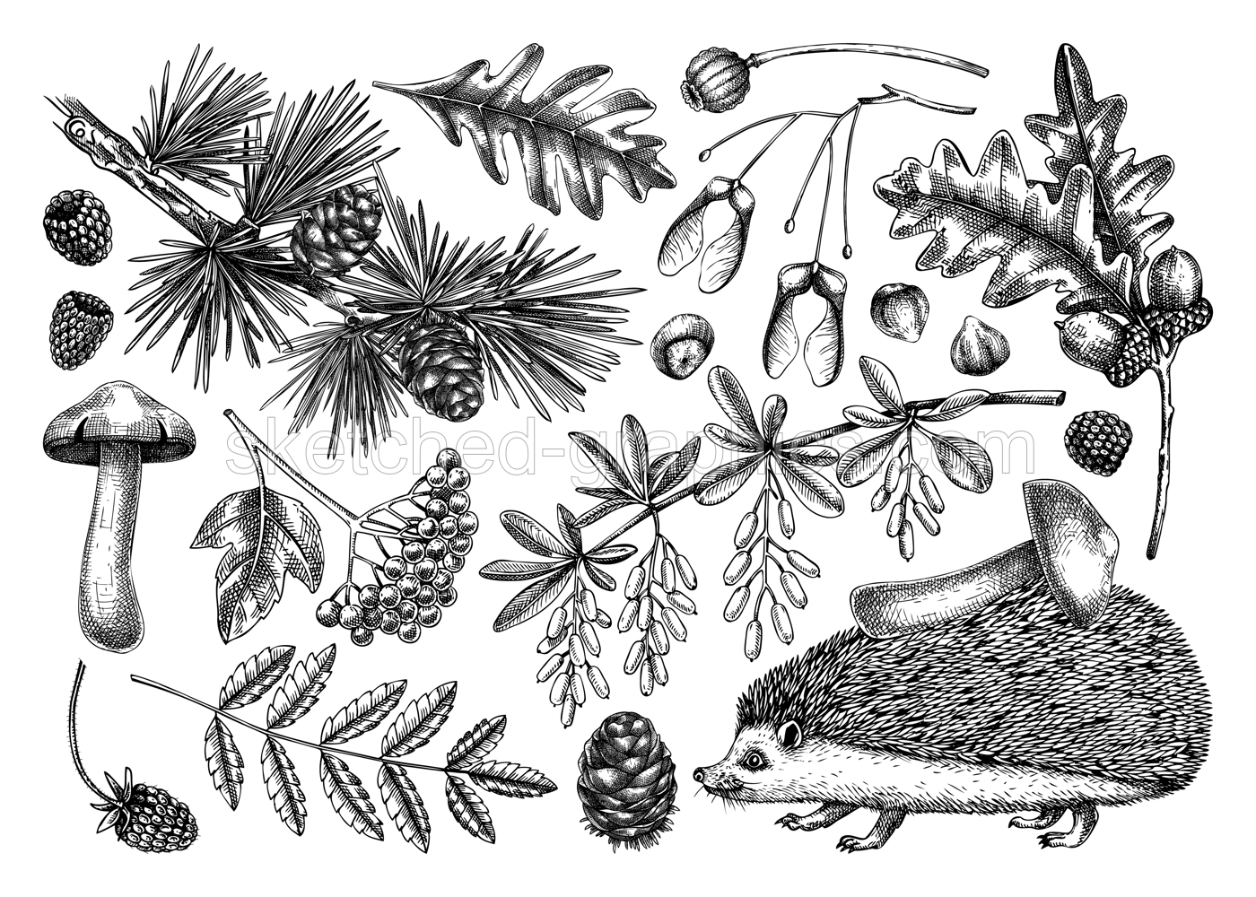 Autumn forest design elements in sketch style. Botanical drawings of fallen leaves, mushrooms, berries, and hedgehog. Vintage fall plants hand-drawn illustrations. Woodland nature vector collection Illustration